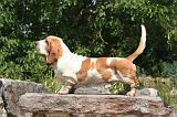 BASSET HOUND 157